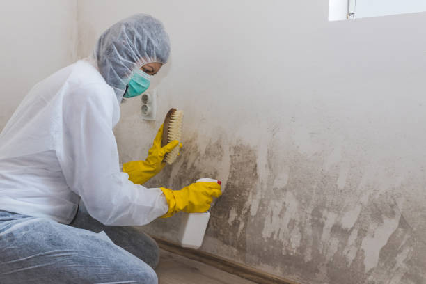 Avalon, NJ Mold Remediation Company