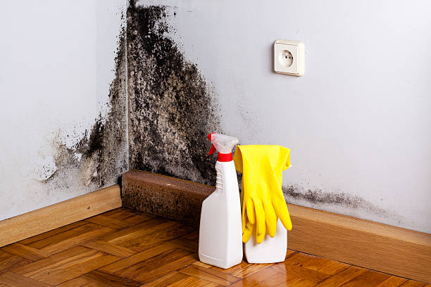 Best Residential Mold Remediation in Avalon, NJ